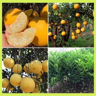 Cây giống bưởi diễn cho quả ăn vị ngọt đậm thanh mát. - Cây Giống Chuẩn