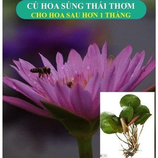 Củ Mầm Cây hoa súng Thái Lan Thơm màu hồng đơn- hồng rằn ri Hạt giống sen mini, sen bách diệp đẹp - Củ Giống Minh Sang