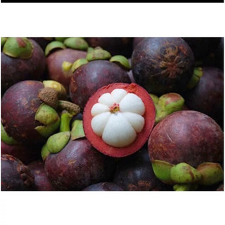 Cây giống măng cụt(1 cây) (cho trái sau 1 năm)