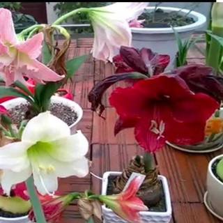 CỦ HOA LAN HUỆ ĐỎ NHUNG 