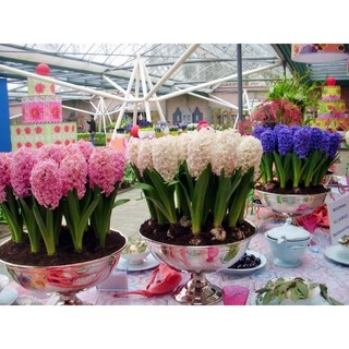 củ hoa Tiên Ông (1cu)