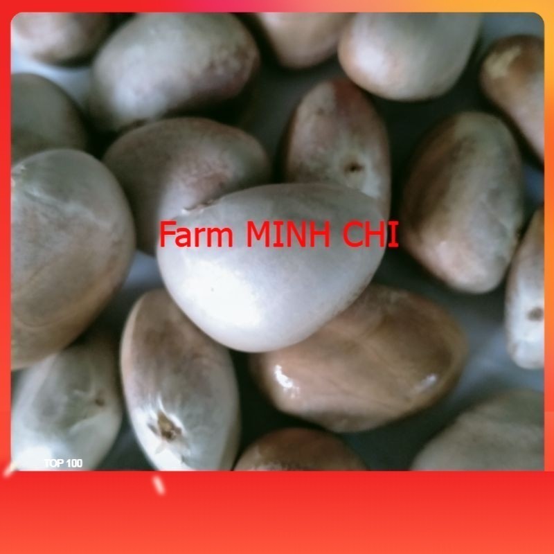 Hạt mít sống lùi cát, lùi tro đóng gói hút chân không túi 300g - Farm MINH CHI