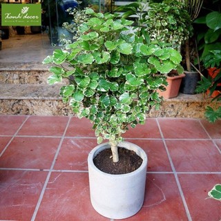 Bầu cây giống cây đinh lăng lá cẩm thạch