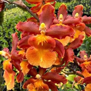 phong lan vũ nữ cam lữa hàng đài loan trưởng thành sắp hoa hoặc đang nụ hoa tùy thời điểm