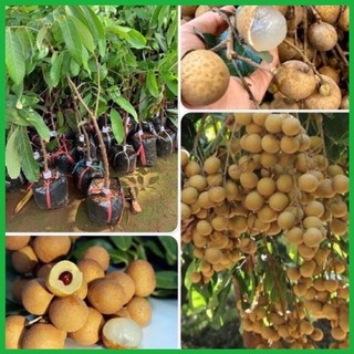 Cây giống nhãn muộn hưng yên cùi dày vị ngọt đậm năng suất cao - Cây Giống Chuẩn
