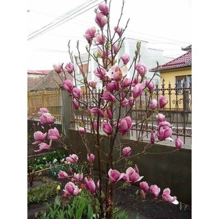 Cây giống mộc lan _Chuẩn giống tốt
