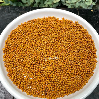 Phân vàng tan chậm osmocote npk 14-14-14 dưỡng củ, kích rễ