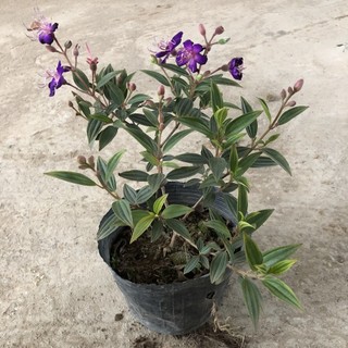 Cây mua thái- cao 30-50cm hoa tím thích hợp trang trí