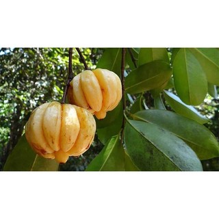 Cây giống cây tai chua - cây giống chuẩn