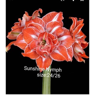 Combo 10 củ hoa lan huệ ngoại hà lan sunshine nymph siêu ưu đãi