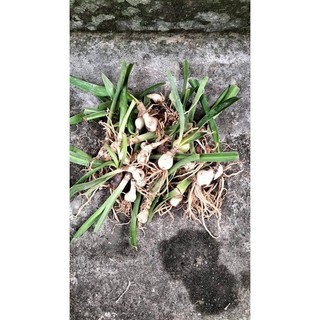 củ hoa lan Huệ đỏ sọc màu mới (cho hoa sau 20-25 ngày trồng)