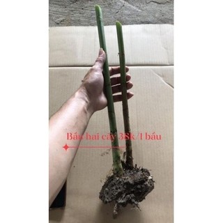 củ hoa sen đa lộc hoa tết