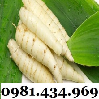 Củ Bình Tinh (Dong Đao, Dong Tróc, Mì Tinh) 01KG Chất Chuẩn Chất