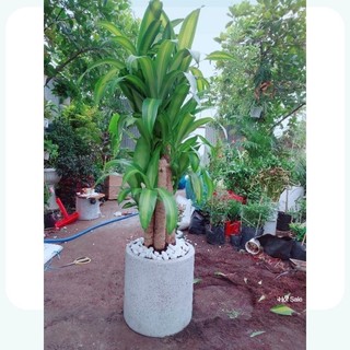 Chậu Cây Phát Tài Bộ(thiết mộc lan)