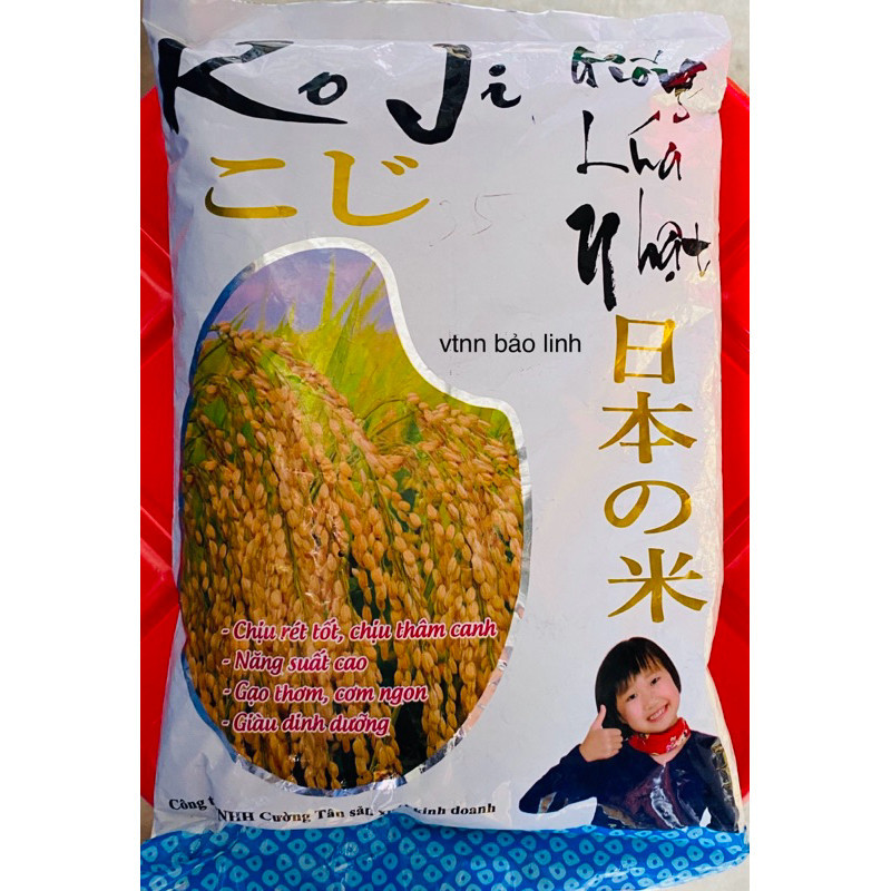 Hạt Giống Lúa Nhật KOJi tách gói 500gr