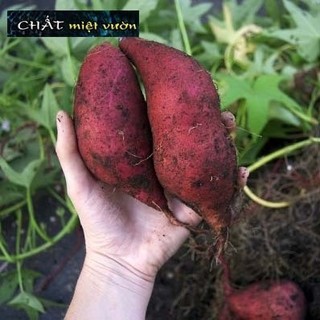 Combo 10 dây khoai lang giống siêu củ/siêu đọt (cây giống xanh/đỏ dài ~35cm)