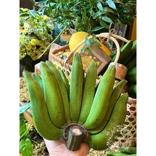 Cây giống Chuối Thanh Tiêu [ CÂY ĐẸP KHỎE 50 CM ] (Freeship xtra +Xu extra+)