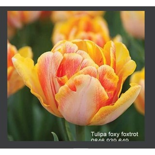 Combo 10 củ giống hoa tulip kép nhiều màu - Củ Giống Hoa Tết _củ giống tốt