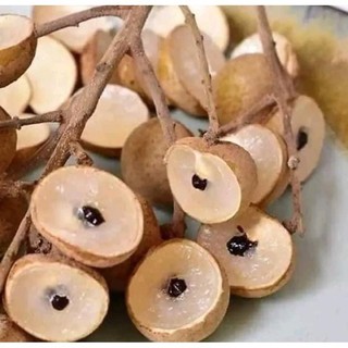 Cây giống Nhãn hạt lép - Cây Giống Chuẩn