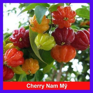 Cây Cherry Nam Mỹ - cherry Surinam - cây cherry Khía có quả sau 6 tháng phù hợp khí hậu 3 miền Việt Nam - Cây Giống Tốt