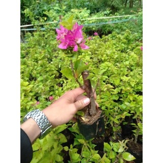 Cây giống hoa giấy mỹ -chuẩn
