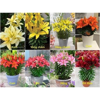 Củ hoa ly lùn Hà Lan , củ sẵn mầm và rễ _Chuẩn giống tốt
