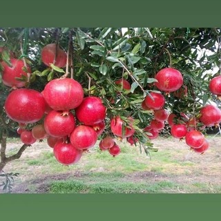 Cây giống lựu đỏ(1 bầu giống 25cm) - Cây Giống Khỏe