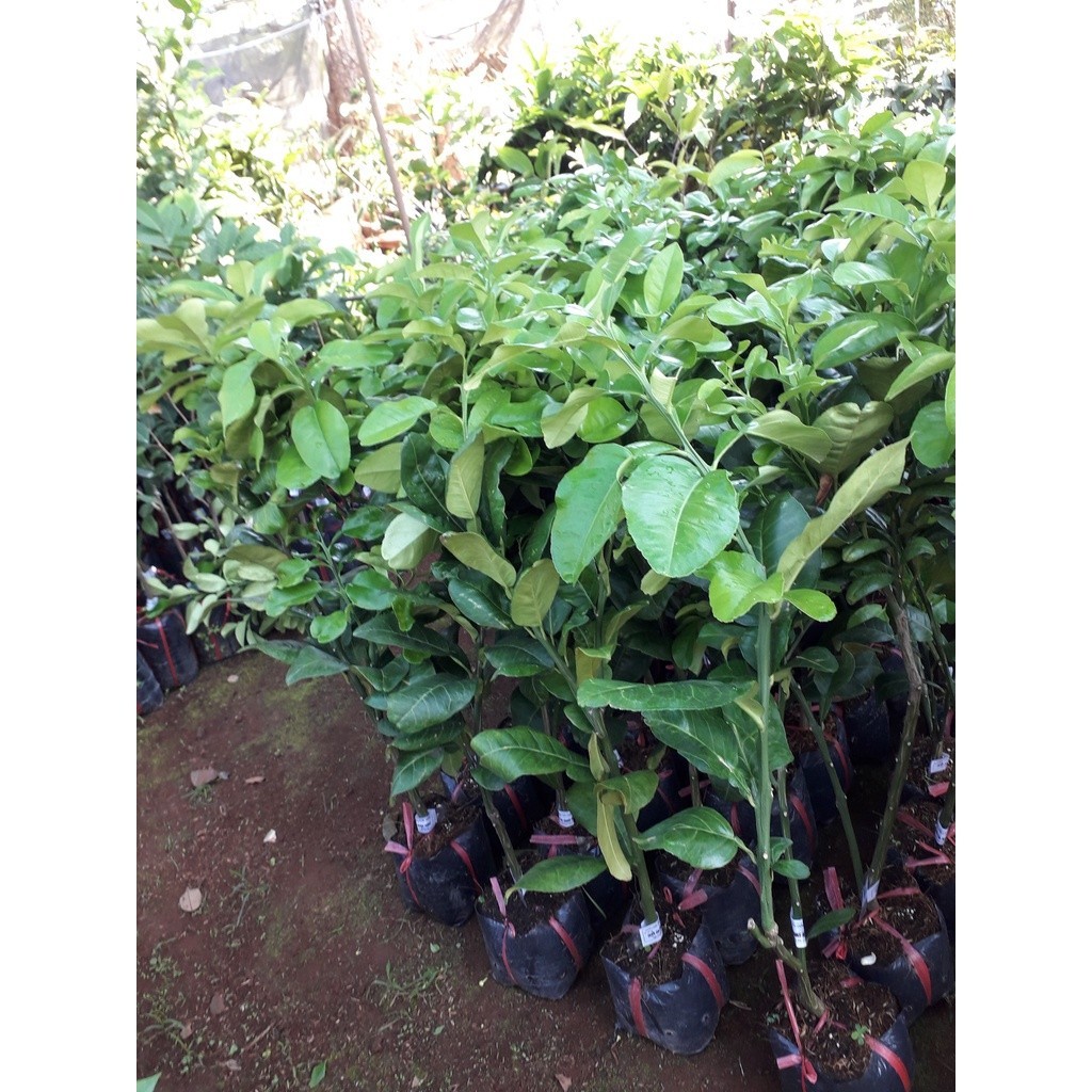 [ ] Cây giống Bưởi Da Xanh RUỘT HỒNG[ CÂY CHIẾT ] [ hoàn xu xtra + ] (Freeship Xtra, Voucher Xtra +)