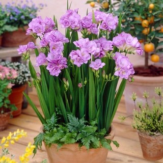 Củ hoa địa lan nam phi giá sỉ - củ giống chuẩn _củ giống ngân hà
