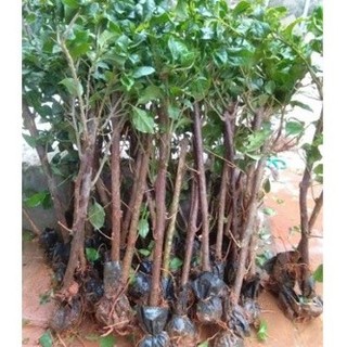 Cây Giống Hoa Giấy  thái