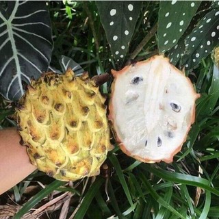 Giống cây na nam mỹ - cây giống khỏe