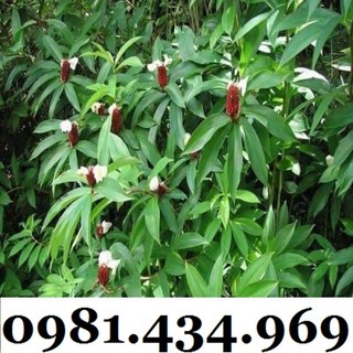 Củ Mía Dò (Cát Lồi) 01KG Tự Nhiên Đẹp
