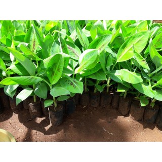 Cây giống Chuối Thanh Tiêu [ CÂY ĐẸP KHỎE 50 CM ] [ GHN ]