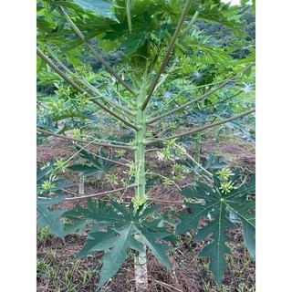 10 cây đu đủ đực siêu hoa