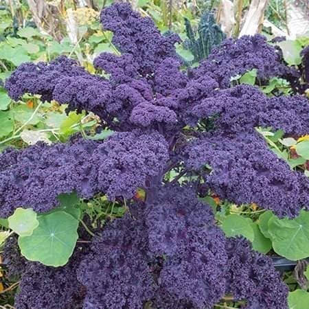 Hạt giống Kale Scarlet F1 - Kale Tím nhập khẩu Mỹ (hạt giống) (free ship extra giao nhanh)