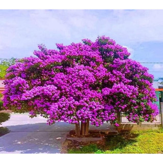 Cây giống hoa bằng lăng -CHUẨN