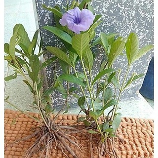 Cây giống cây quả nổ