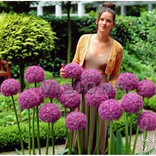 Củ hoa cầu tuyết 30 ngày cho hoa _Củ giống Vũ Toàn