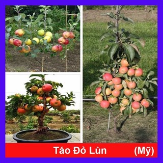 Cây táo đỏ lùn mỹ f1 cho trái siêu sớm - cây ăn quả - cây giống chuẩn