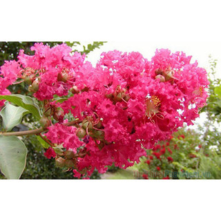 cây giống cây sò đò cam (cây hoa phượng hoảng đỏ lửa)