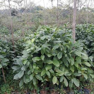 Cây giống dổi nếp lấy hạt (dổi xanh Hòa Bình)