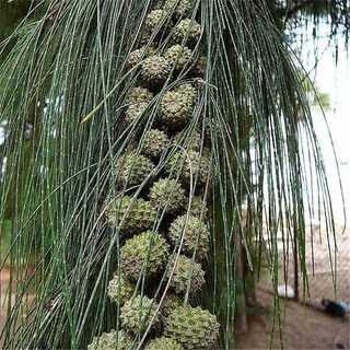 bầu cây giống cây phi lao cảnh