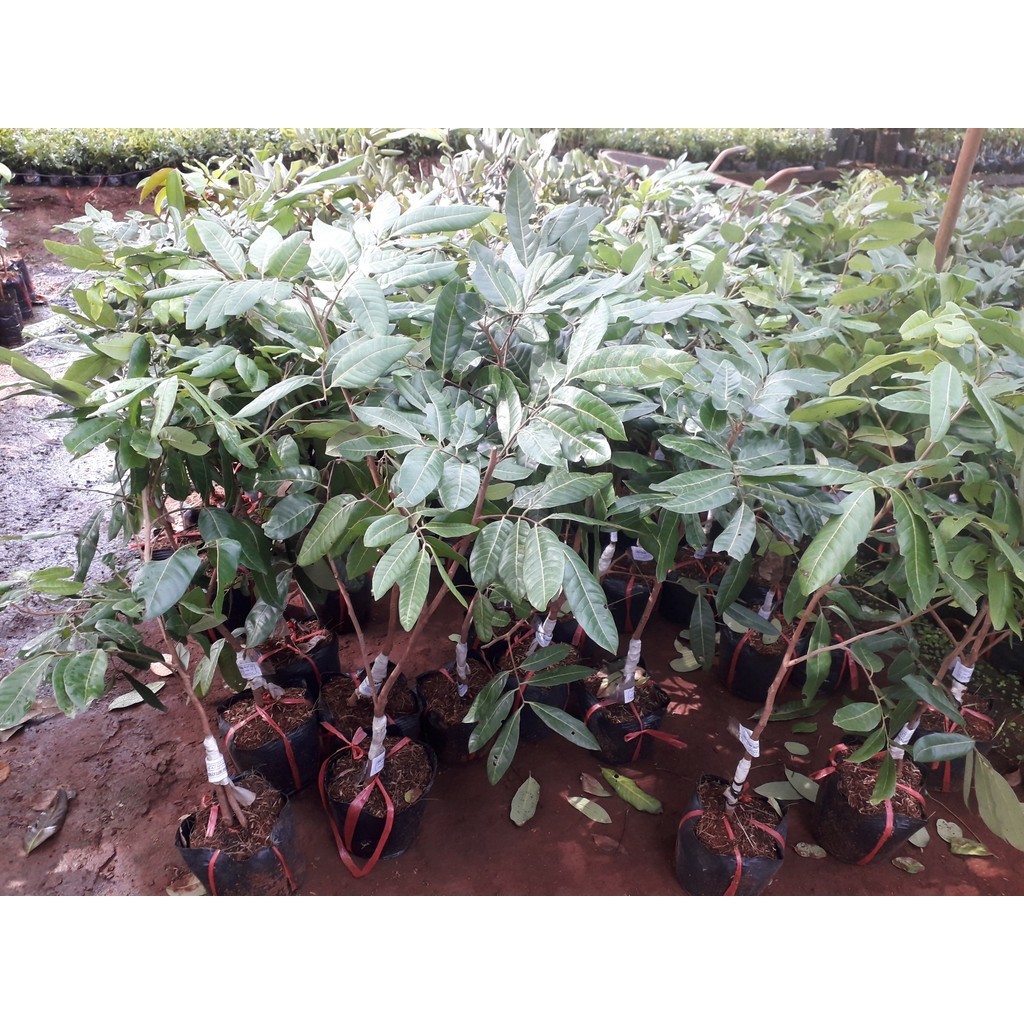 CÂY GIỐNG NHÃN LONG PHỤNG CHÂU. [ GIỐNG MỚI ] Freeship Xtra]