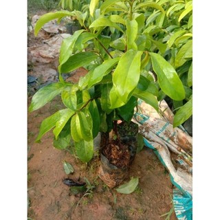 cây giống thị thơm