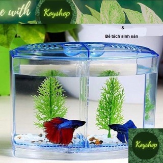 Hồ nhựa 2 ngăn bể nhựa nuôi cá betta mini 2 in 1, hồ cá để bàn size 20x14x10 cm