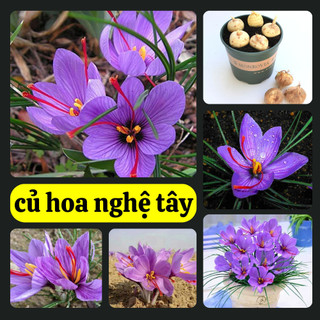 Củ giống hoa nghệ tây màu tím - hoa dễ trồng, trang trí đẹp, hoa nở nhanh _CHUẨN GIỐNG