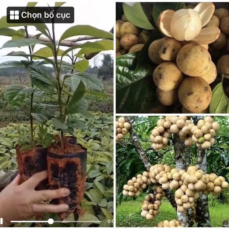CÂY GIỐNG BÒN BON THÁI- cây cao 30-45cm (cho trái sau 1 năm)