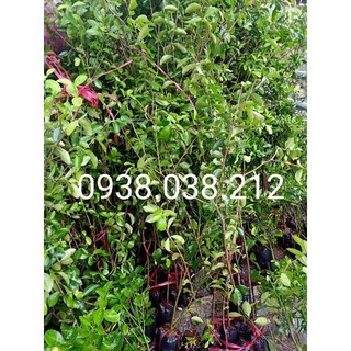 CÂY GIỐNG SƠ RI (cho trái sau 1 năm)