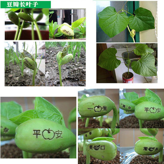 Love Magic Bean Red Bean Magic Bean Seed Cây Mini mới lạ