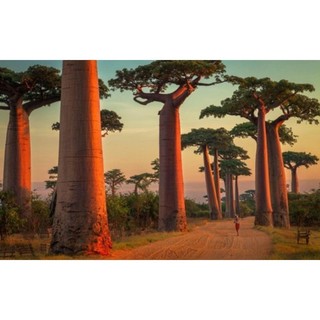 Cây Baobab bảo hành chuẩn giống cam kết chuẩn giống